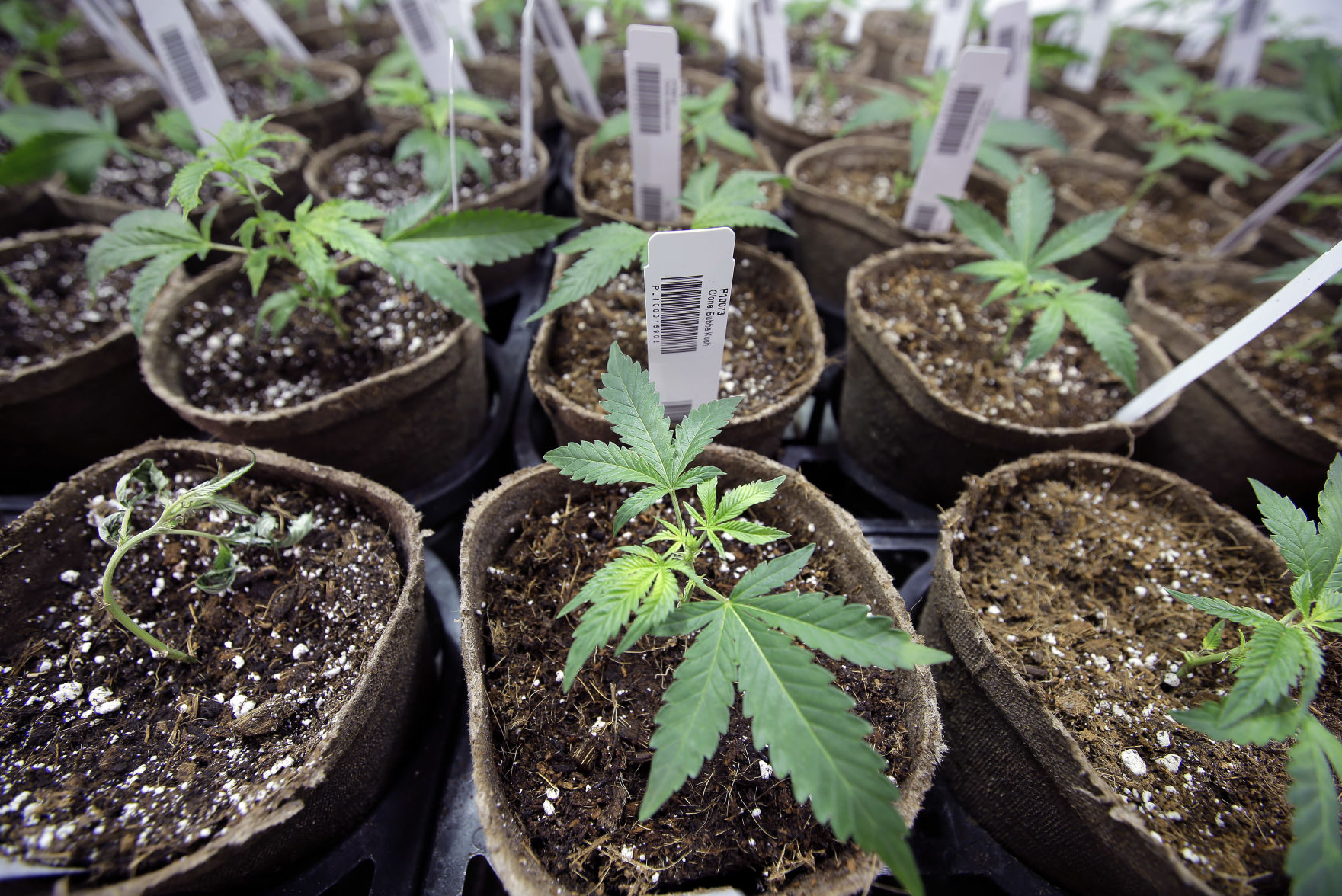 Legal Marijuana Massachusetts